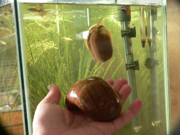 Apple Snail.jpg