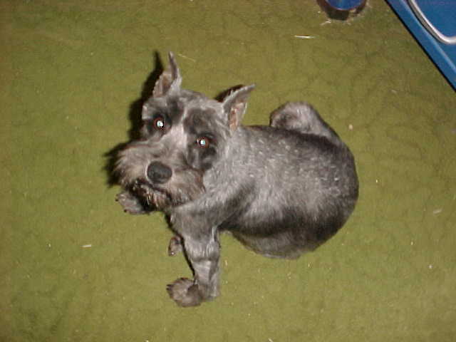 boots2 Miniature Schnauzer.jpg