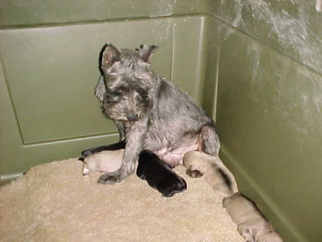 bootsand6dayoldpups.jpg