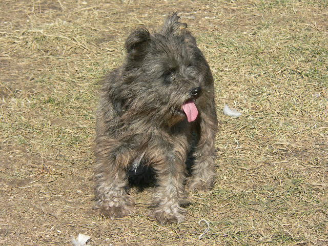 bootsdecember04. Miniature Schnauzer.jpg