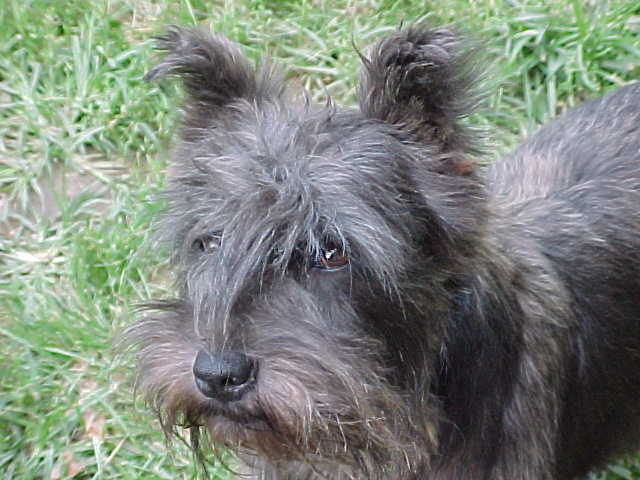 bootsface2 Miniature Schnauzer.jpg