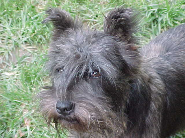 Miniature Schnauzer "Boots" For sale.jpg