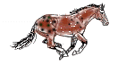 brownrunningappaloosa.jpg