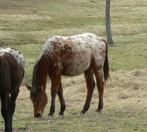 Cassi-Appaloosa bay spotted filly for sale.jpg