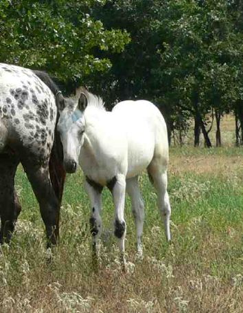 Appaloosa FewSpot colt for sale "Ace".jpg