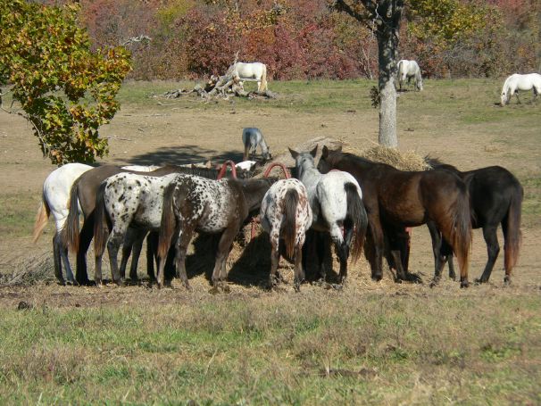 Appaloosa's eating hay.jpg