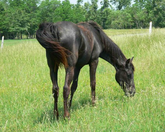 Appaloosa Filly for sale "Honey".jpg