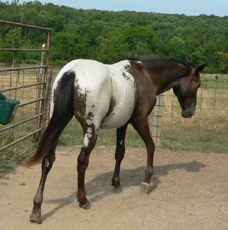 Appaloosa Snowcap stud colt "Iron Man" forsale.jpg