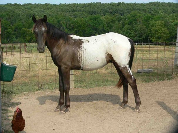 ApHC Appaloosa colt "Iron Man" for sale.jpg