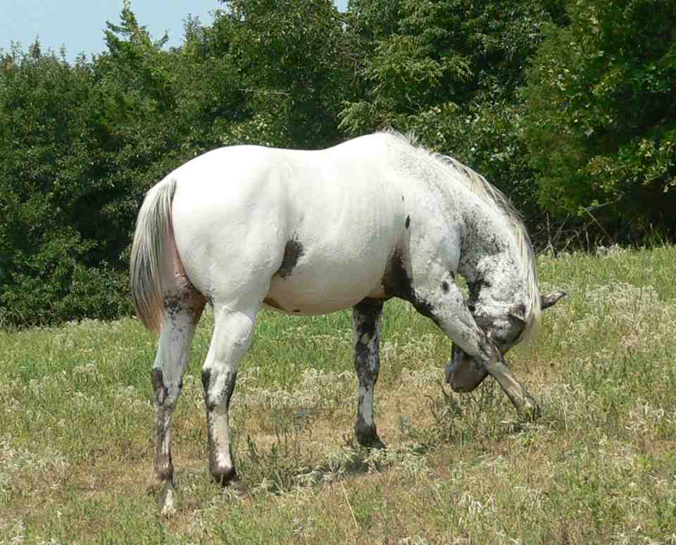 Appaloosa Stallion "Joholer's Nite Wind" 4sale.jpg