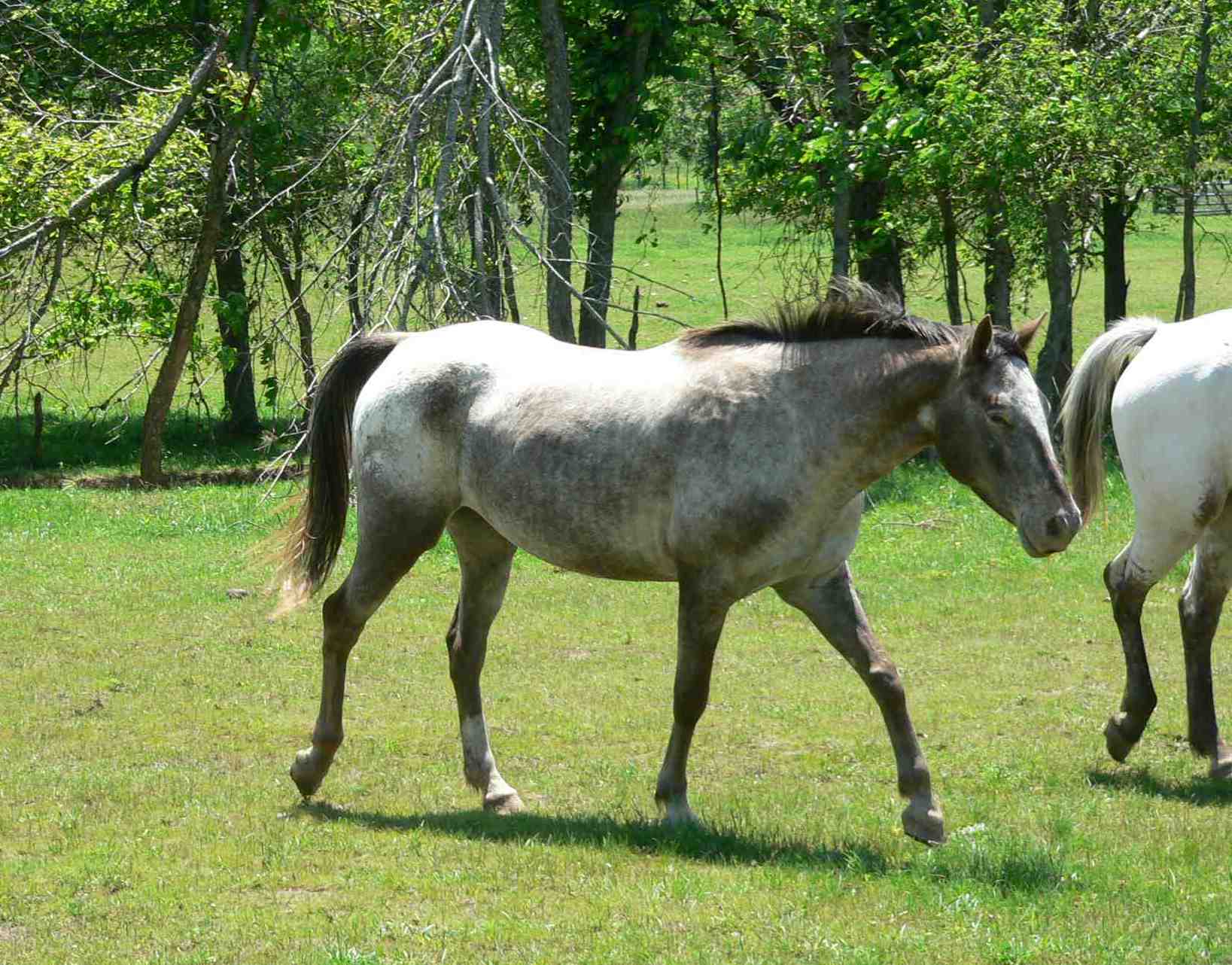 Appaloosa Mare, "Spirit".jpg