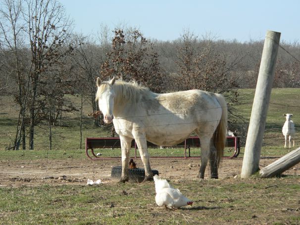 sweetybyfence2008.jpg