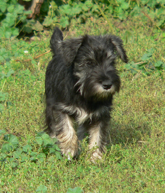 tyke Miniature Schnauzer. Sires TOY Schnauzers.jpg