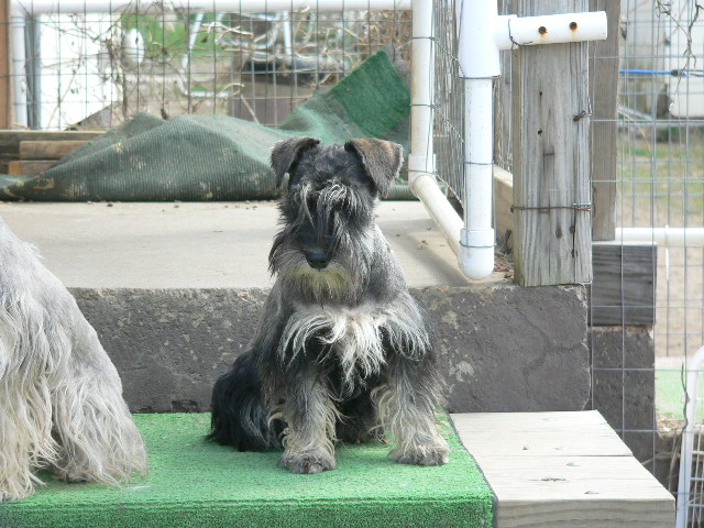 Miniature Schnauzer - Tyke.jpg