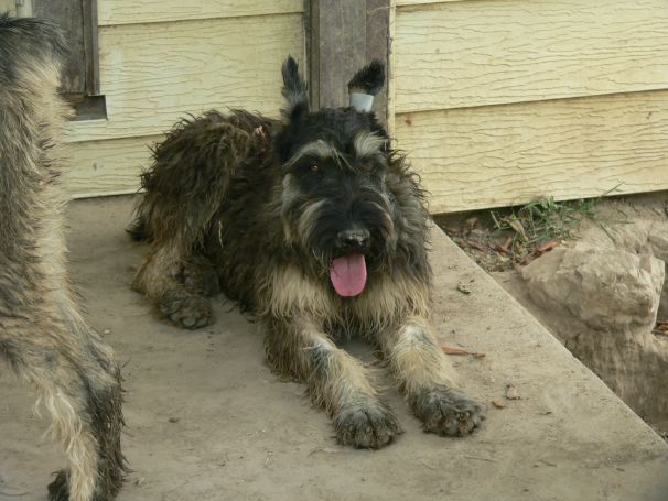 Giant Schnauzer male P/S "Wolfie" for sale.jpg