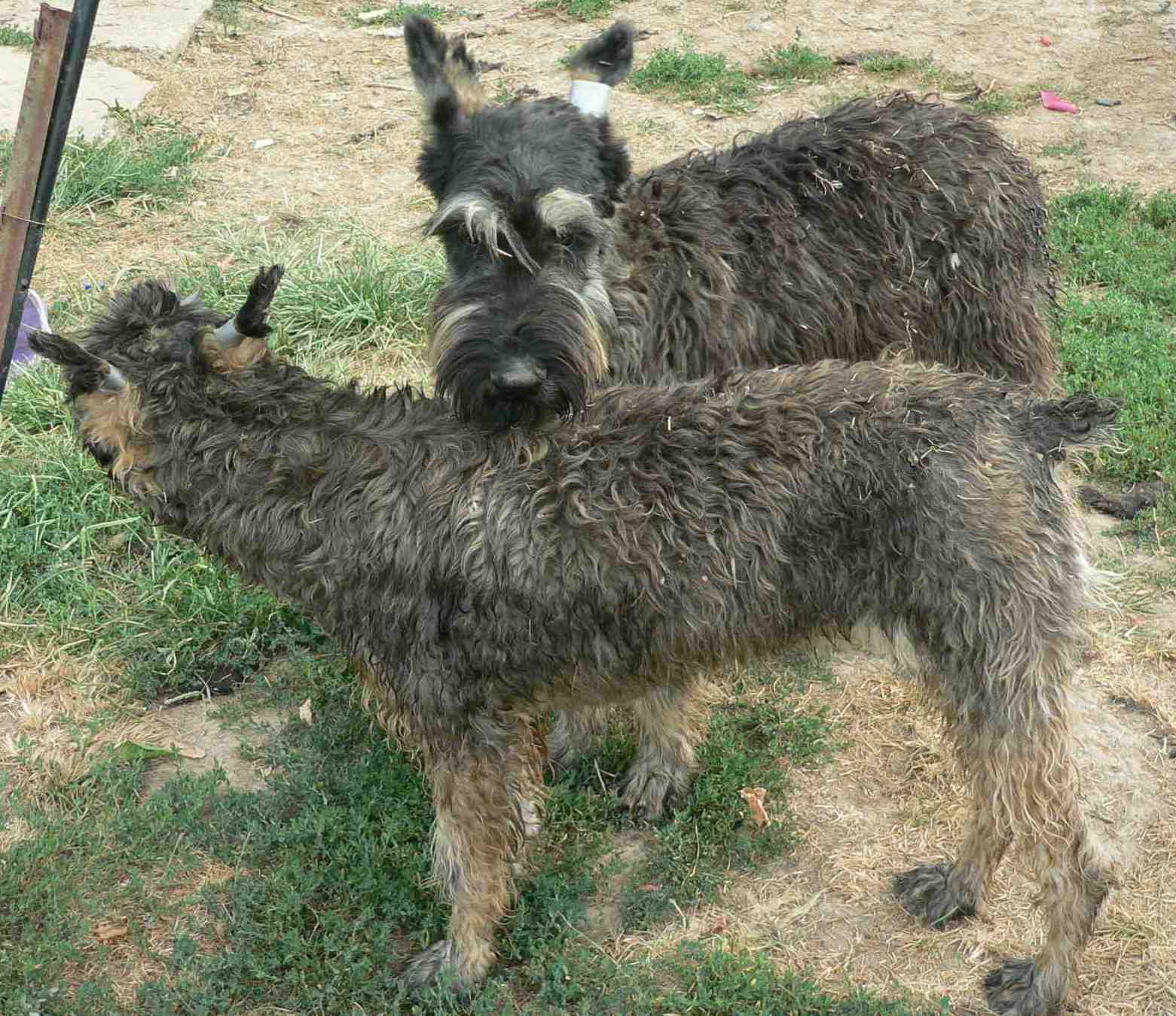 Giant Schnauzers-Pepper & Salt-Female & Male.jpg